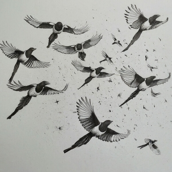 An artistic sketch of a flock of magpies in flight, symbolizing migration.